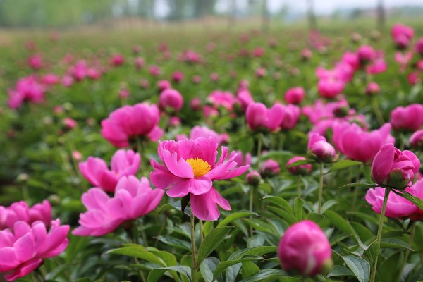 芍花